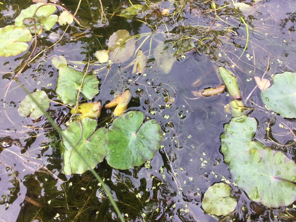 Zuurstofplant, Tuin en Terras, Vijvers, Ophalen of Verzenden, Zo goed als nieuw