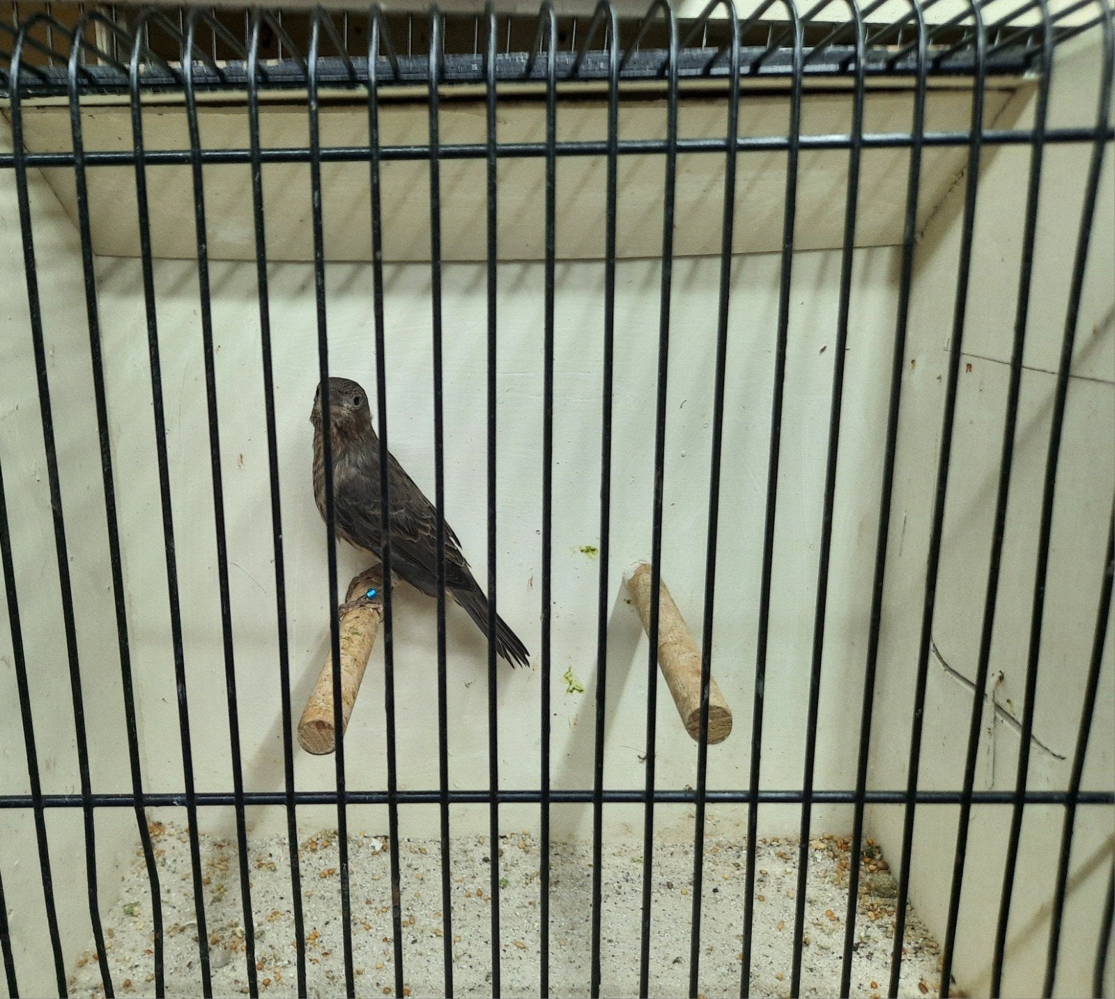 bont Mexicaanse roodmus pop, Dieren en Toebehoren, Vrouwelijk, Tropenvogel