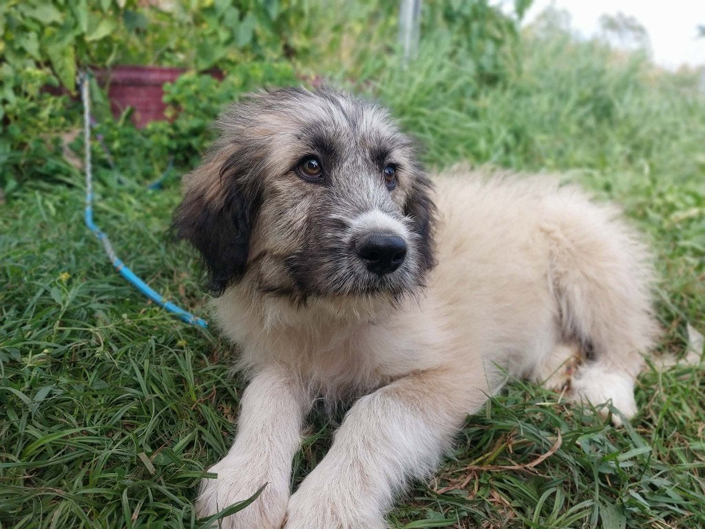 PRACHTIGE PUP, LANA, TEEFJE, KLEINE MIDDELMAAT, ZOEKT MAND, Dieren en Toebehoren, Honden | Niet-rashonden, Particulier, 15 weken tot 1 jaar