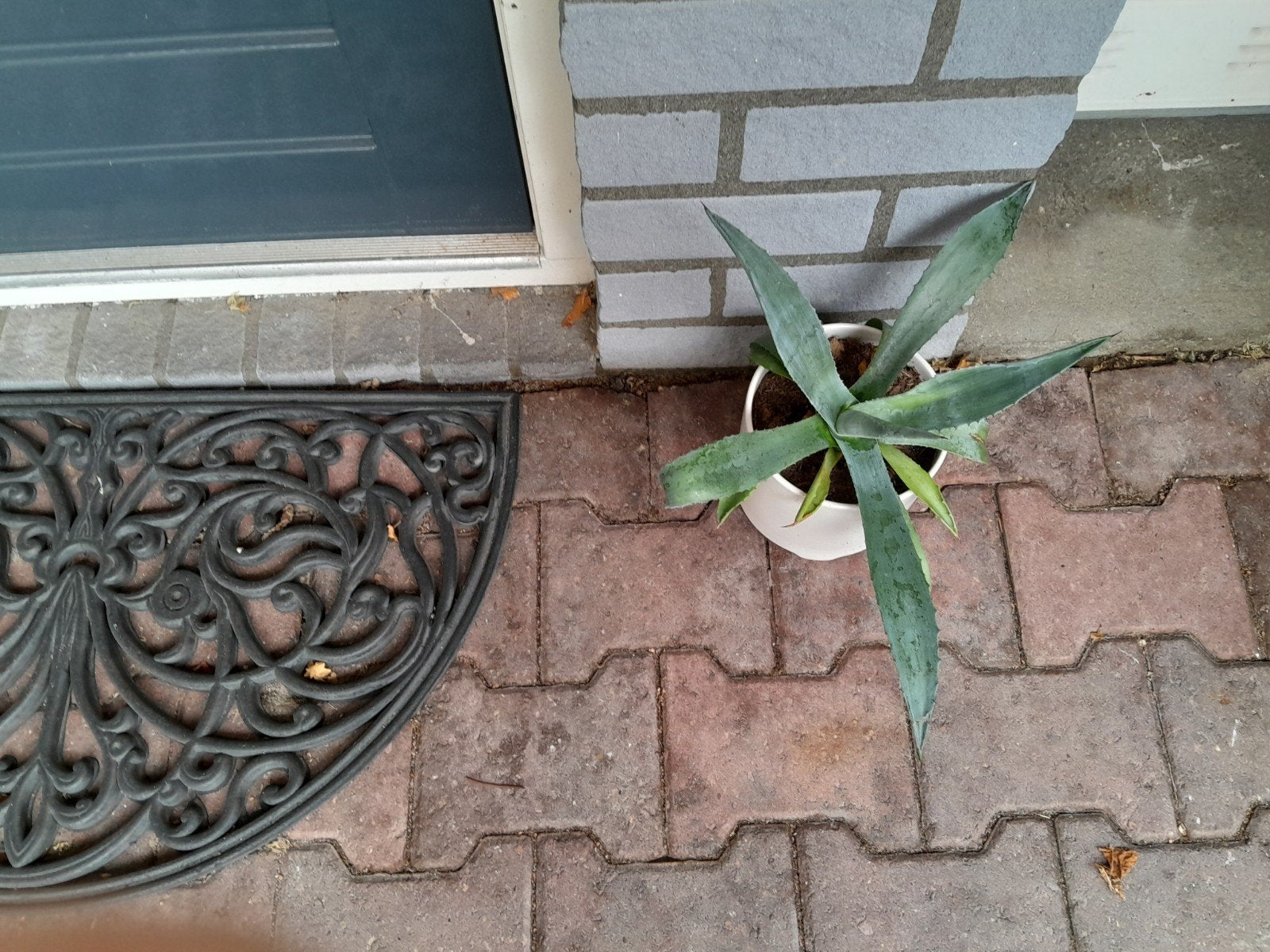 verschillende grote agave!, Tuin en Terras, Ophalen, Graniet