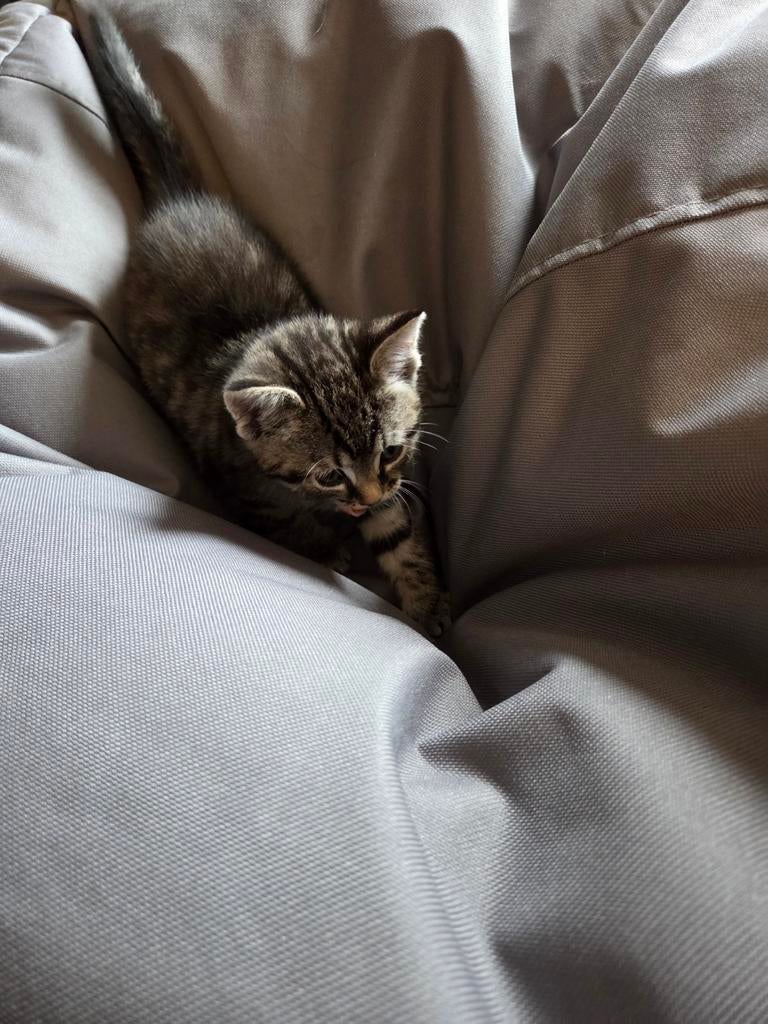 3 poesjes geboren 3 april, Dieren en Toebehoren, Poes