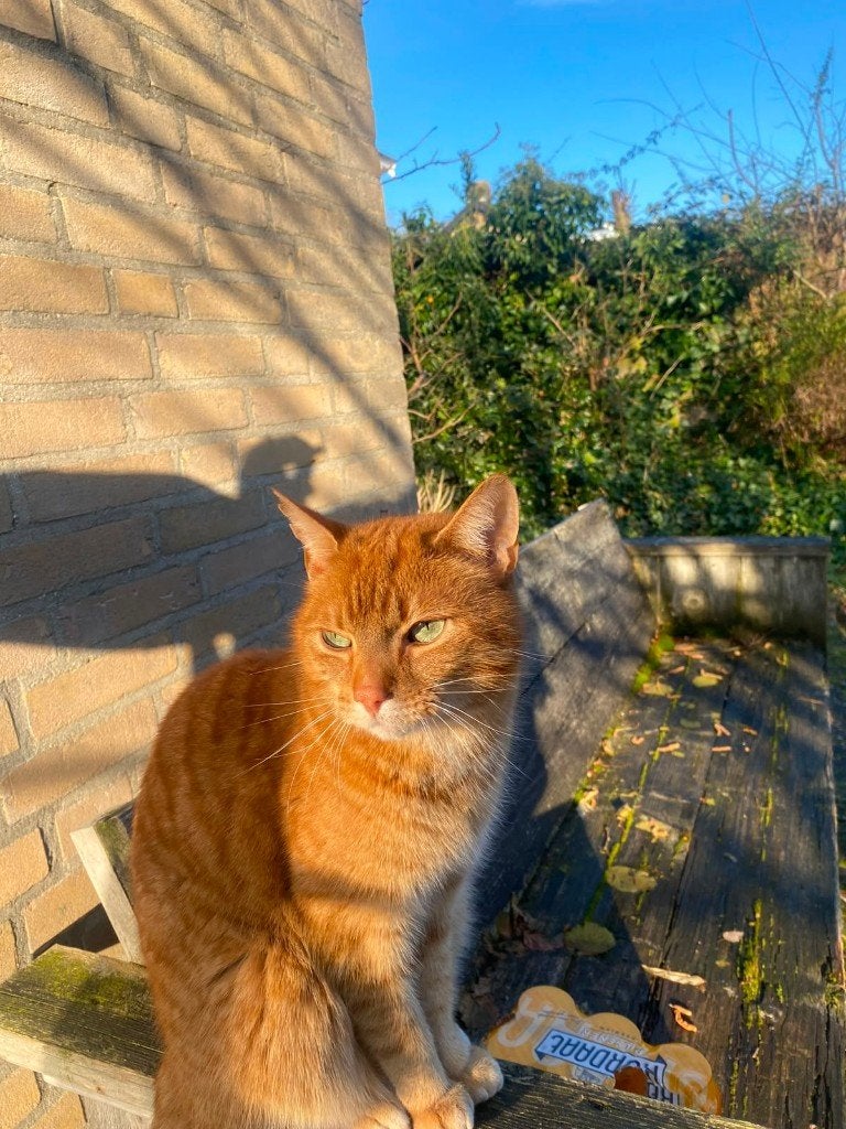 Oscar, Kater, Kortharig, 6 jaar of ouder