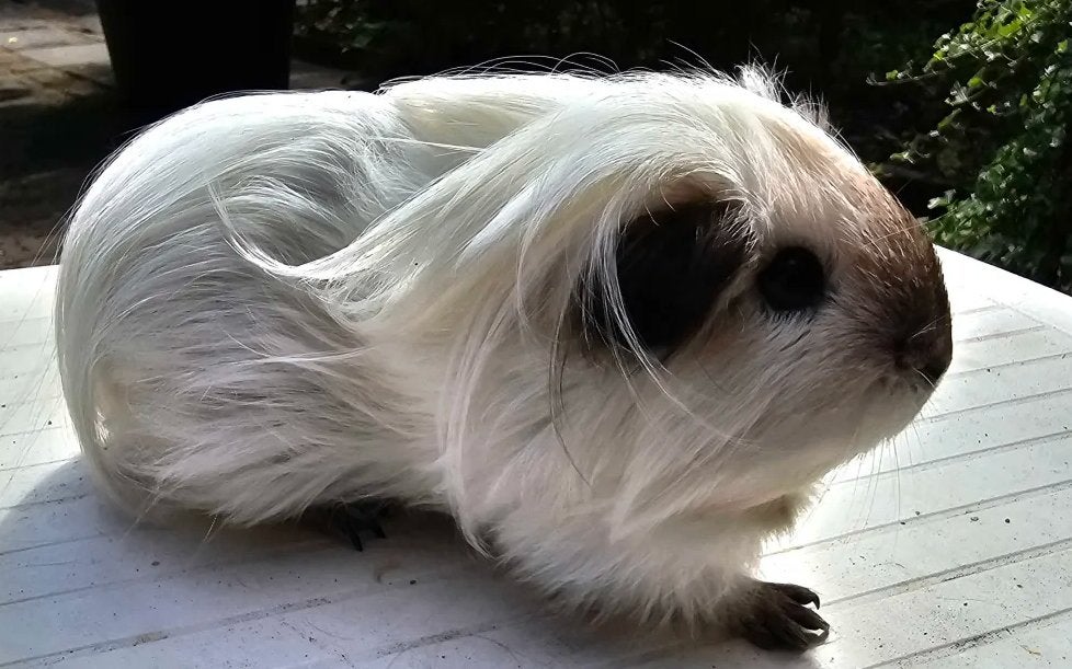 Cavias Sheltie en Coronet, Cavia, Augustus, Vrouwelijk, Tam