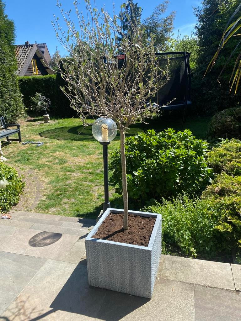 Olijfboom (2 stuks) met pot, ca. 180cm hoog, veel nieuw blad, Volle zon, Vaste plant, Bloeit niet, Ophalen