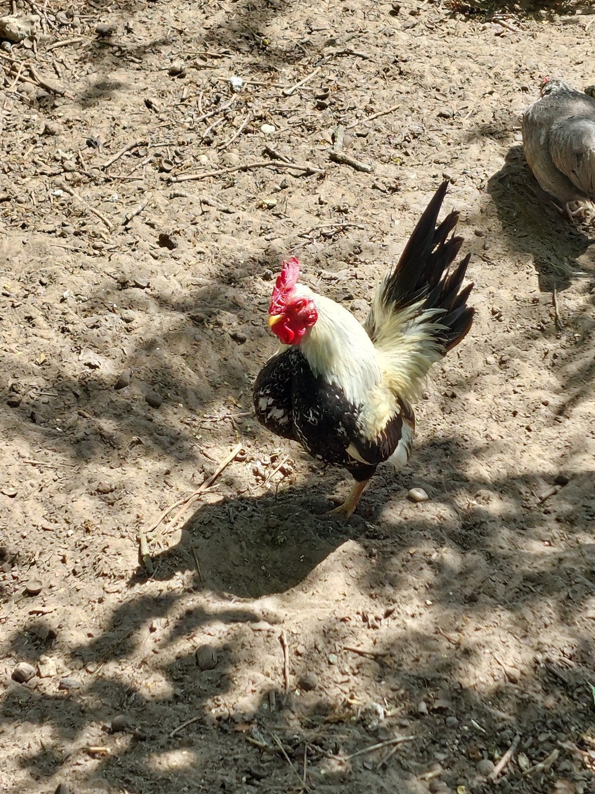 Serama haantje, Dieren en Toebehoren, Pluimvee, Mannelijk, Kip