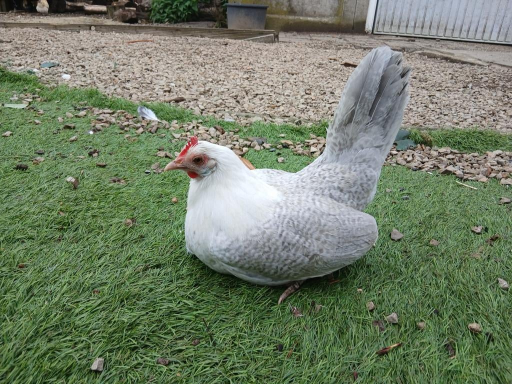 Hannen en hennen, Dieren en Toebehoren, Pluimvee, Meerdere dieren, Kip