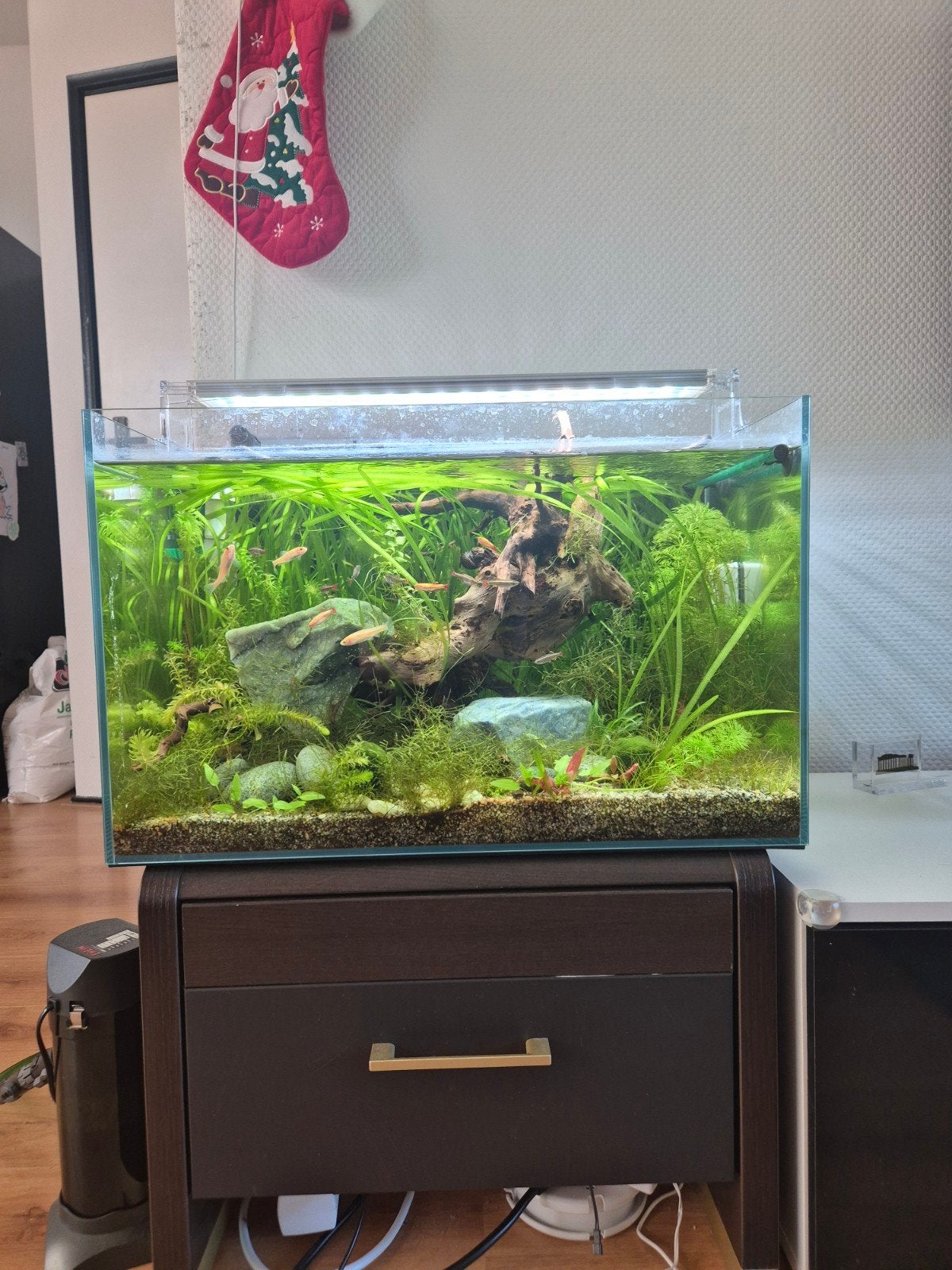Prachtig koud water aqarium met danio vissen, Ophalen, Zo goed als nieuw, Gevuld zoetwateraquarium