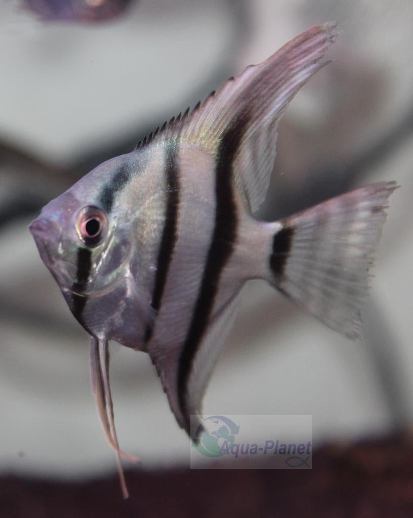Maanvis "Altum Peru", Dieren en Toebehoren, Vissen | Aquariumvissen, Zoetwatervis, Vis, Schoolvis