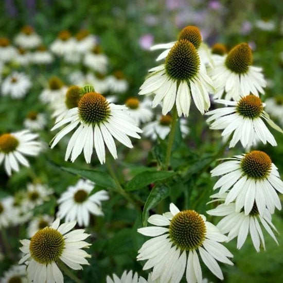 Zonnehoed wit vaste plant, Tuin en Terras, Volle zon, Vaste plant, Zomer, Ophalen