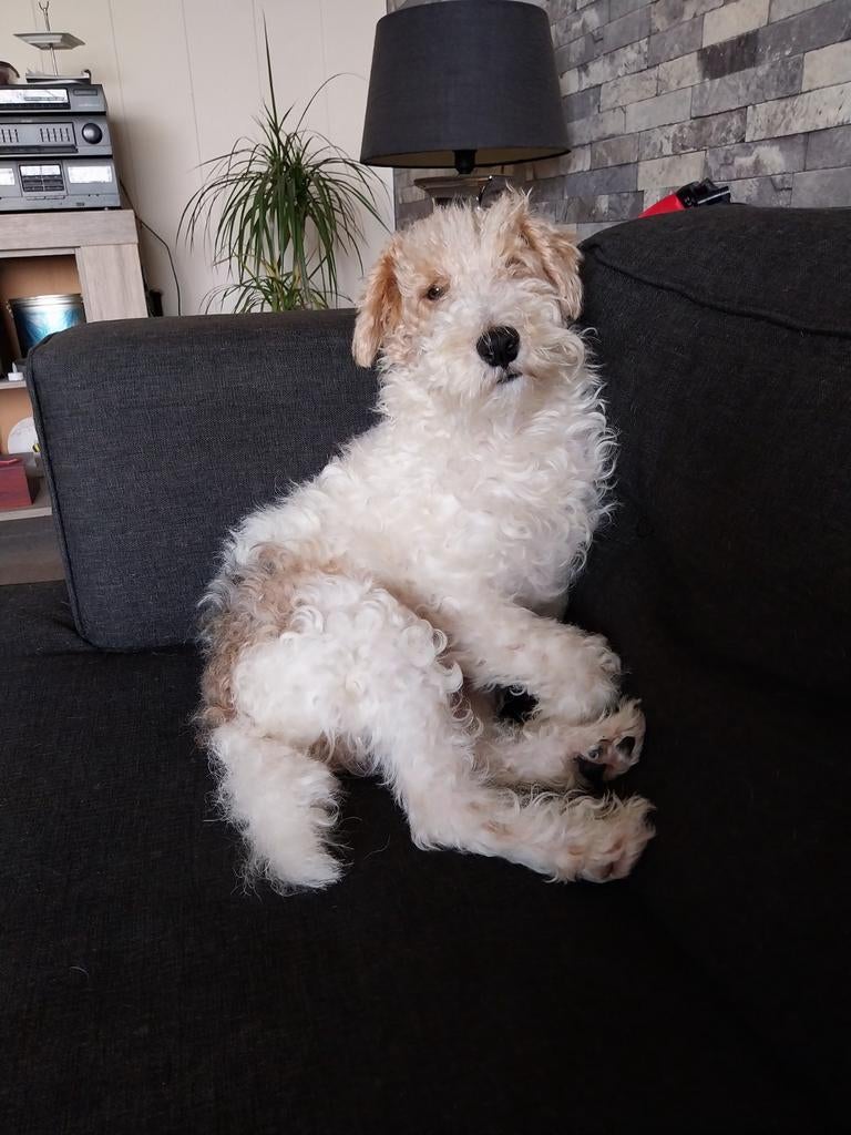 Fox terrier, Dieren en Toebehoren, Eén hond, 3 tot 5 jaar, Nederland, Particulier