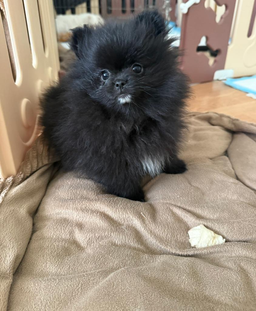 Bearface Tea cup Mini Pomeriaan/ Pomerianen Pups te koop, Keeshond, 8 tot 15 weken, Parvo, Meerdere