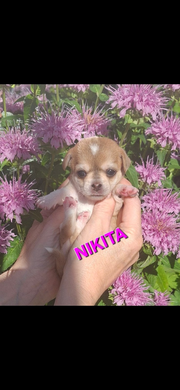 Chihuahua pups🐶🐶🐶🐶, 8 tot 15 weken, Meerdere, Meerdere dieren, Chihuahua