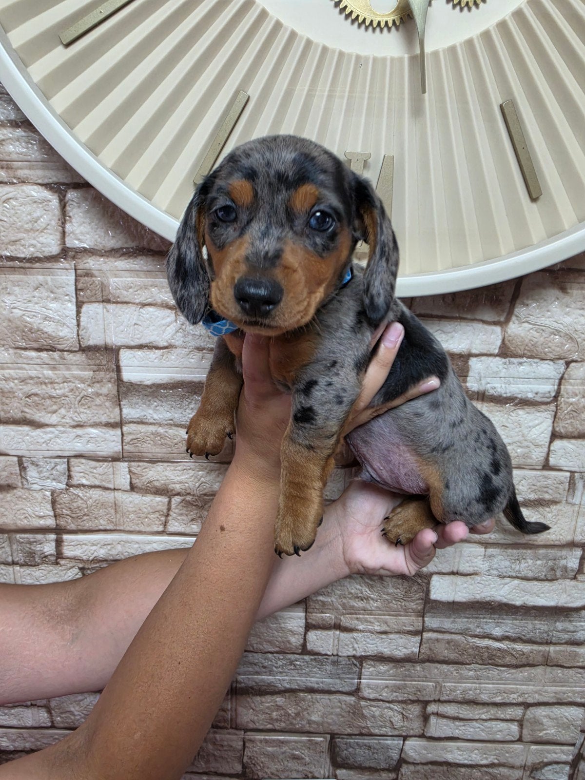 Dwerg teckel blue merle reutje, Reu, 8 tot 15 weken, Korthaar, Dwerg