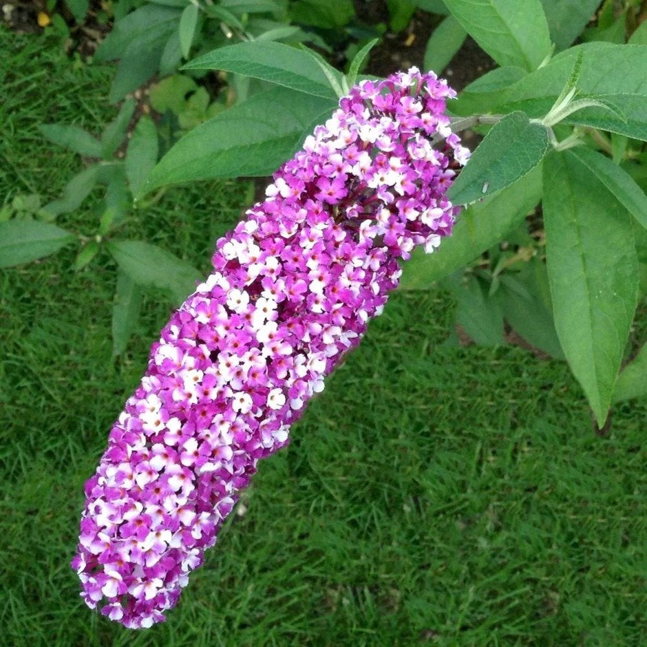 Vlinderstruiken berrie&cream goed geworteld, Tuin en Terras, Planten | Struiken en Hagen, Ophalen of Verzenden, Vlinderstruik