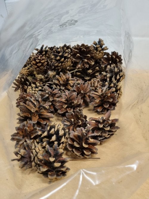 B222 dennenappels 30 stuks, Diversen, Kerst, Ophalen of Verzenden, 'T Olde Gre-j, Info@toldegrej.nl, Endepoelstraat 20f Didam