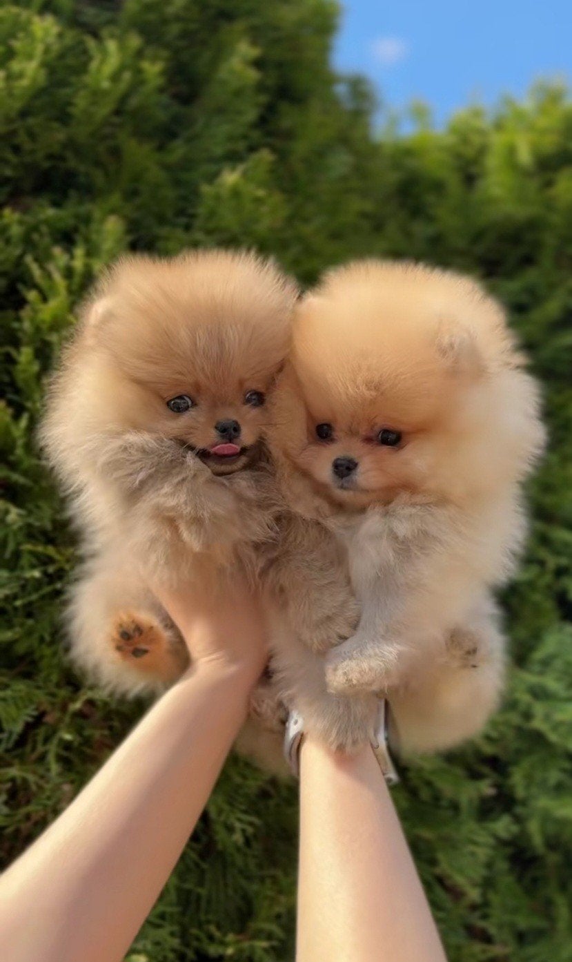 GEZOCHT! pomeriaan pup teef, Ophalen of Verzenden