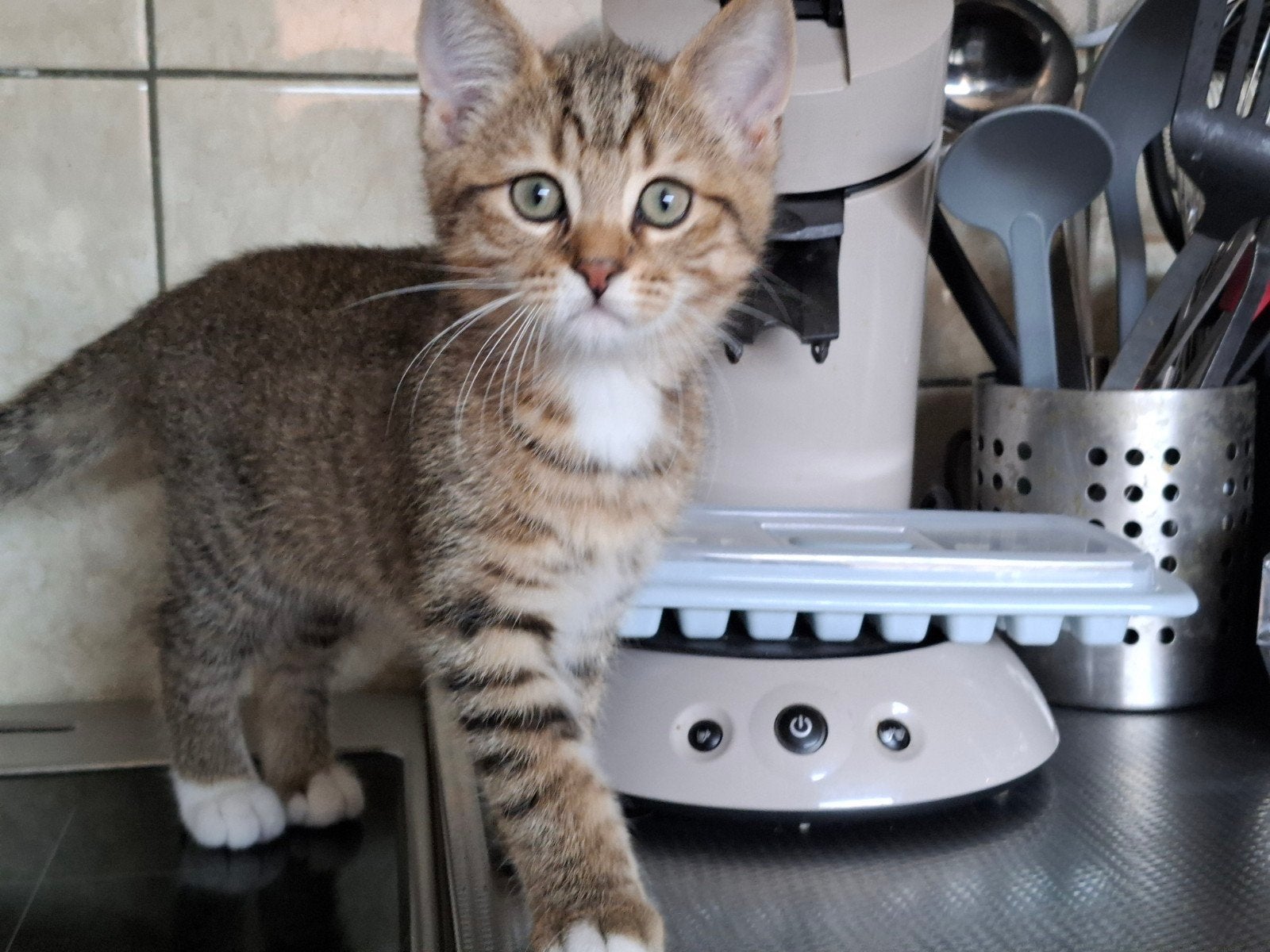 ✨️Britse korthaar kittens.🐈🐈‍⬛🐈🐈‍⬛, Meerdere dieren, Ontwormd, 0 tot 2 jaar