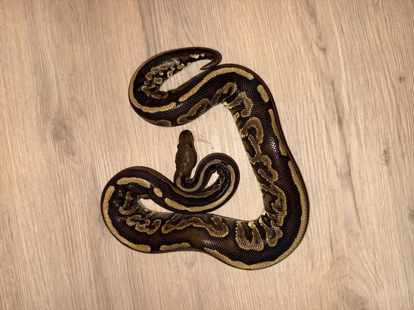 Python regius (Koningspython) Ball Python photo 2