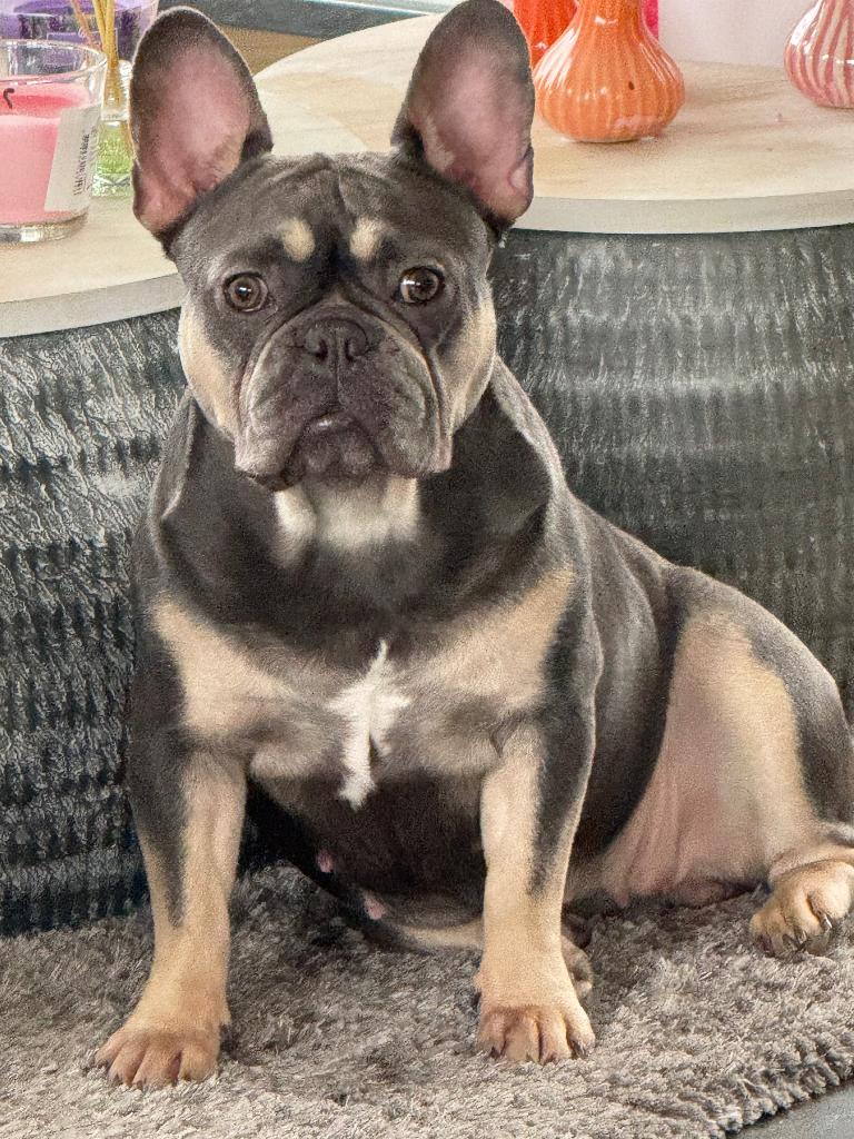 Blue Tan teefje Franse Bulldog, Dieren en Toebehoren, Honden | Bulldogs, Pinschers en Molossers, België, Fokker | Hobbymatig, 1 tot 2 jaar