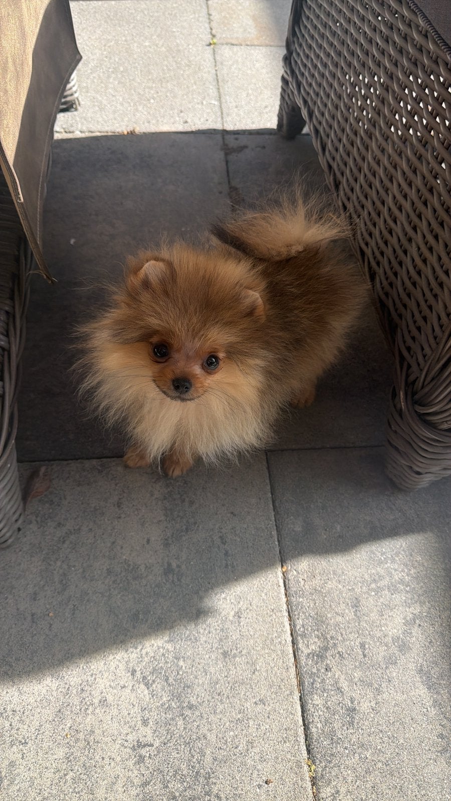 Mini pomeriaan bearface, Particulier, Keeshond, 15 weken tot 1 jaar, Reu