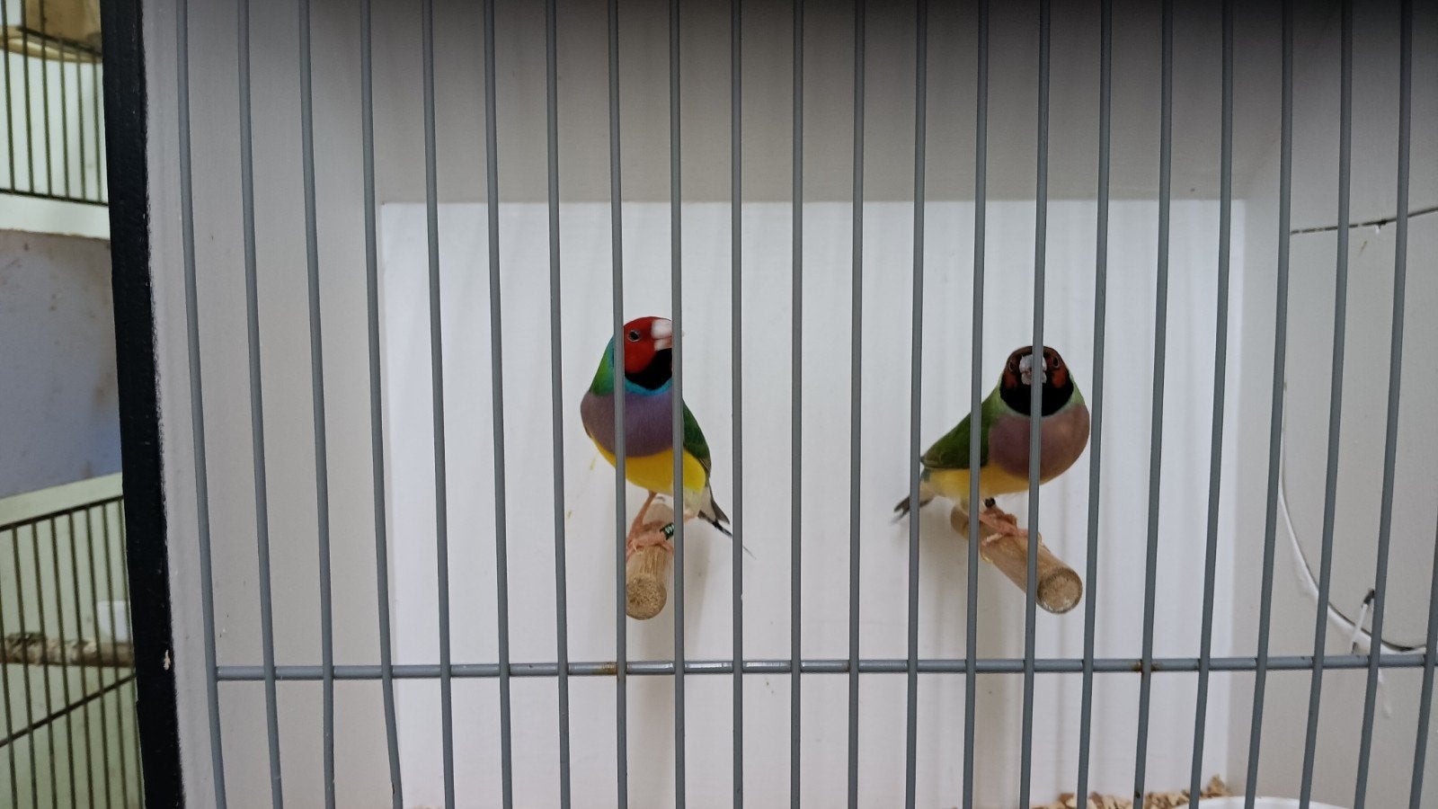 Koppel gouldamadines, Dieren en Toebehoren, Meerdere dieren