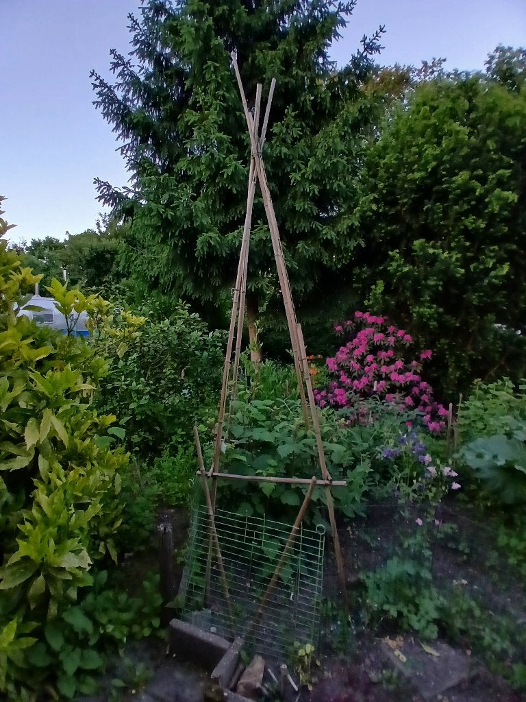 Bamboestokken uit Nederland, Tuin en Terras, Kweekspullen, Ophalen, Nieuw, Overige typen