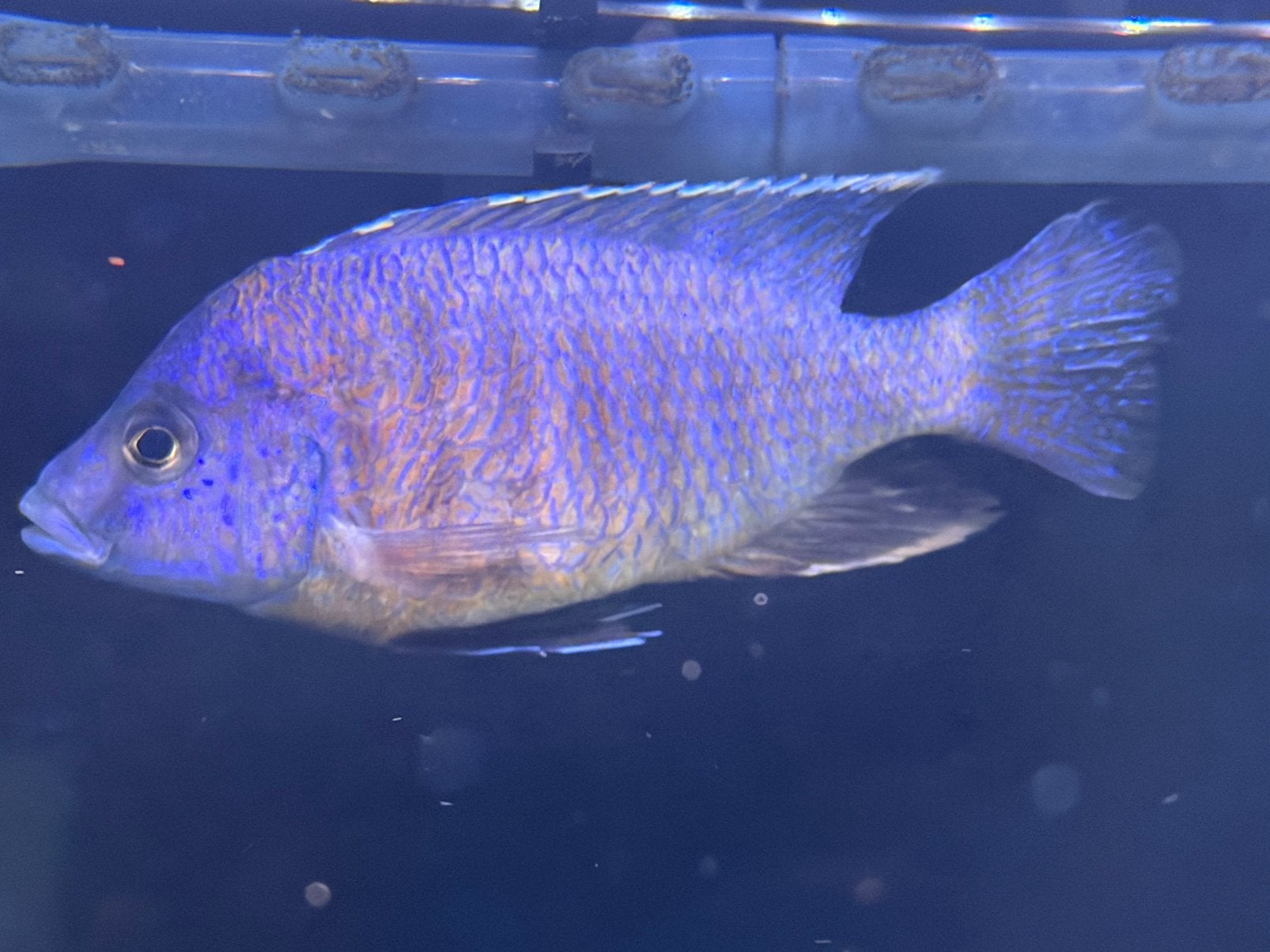Aulonocara german red flush, Vis