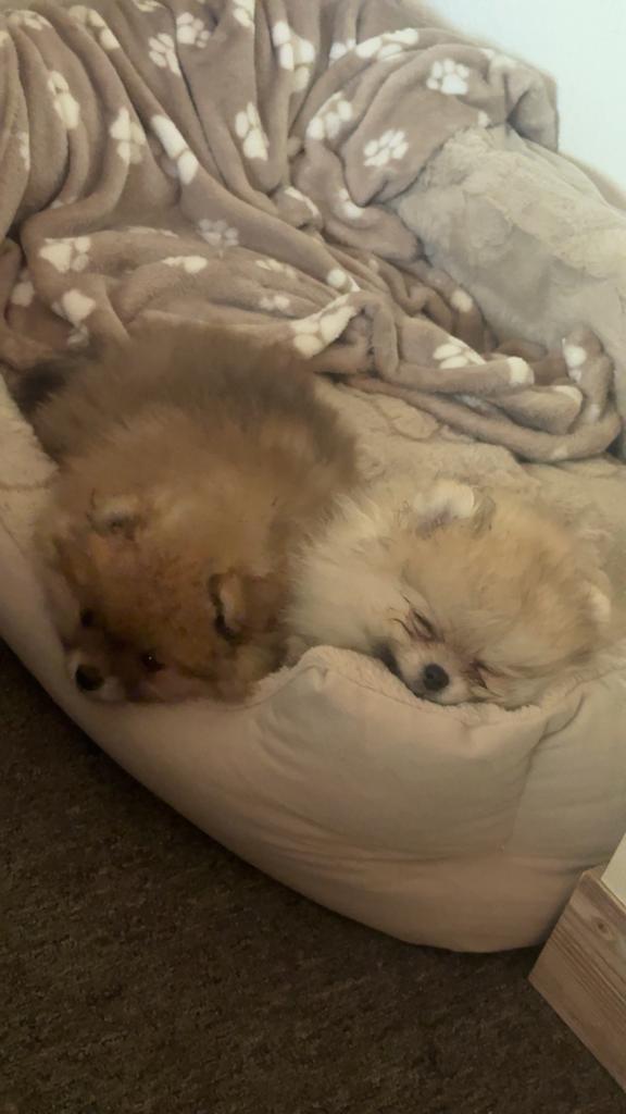 Pomeriaan pups bearface, Dieren en Toebehoren, Keeshond, Handelaar, 8 tot 15 weken, Buitenland