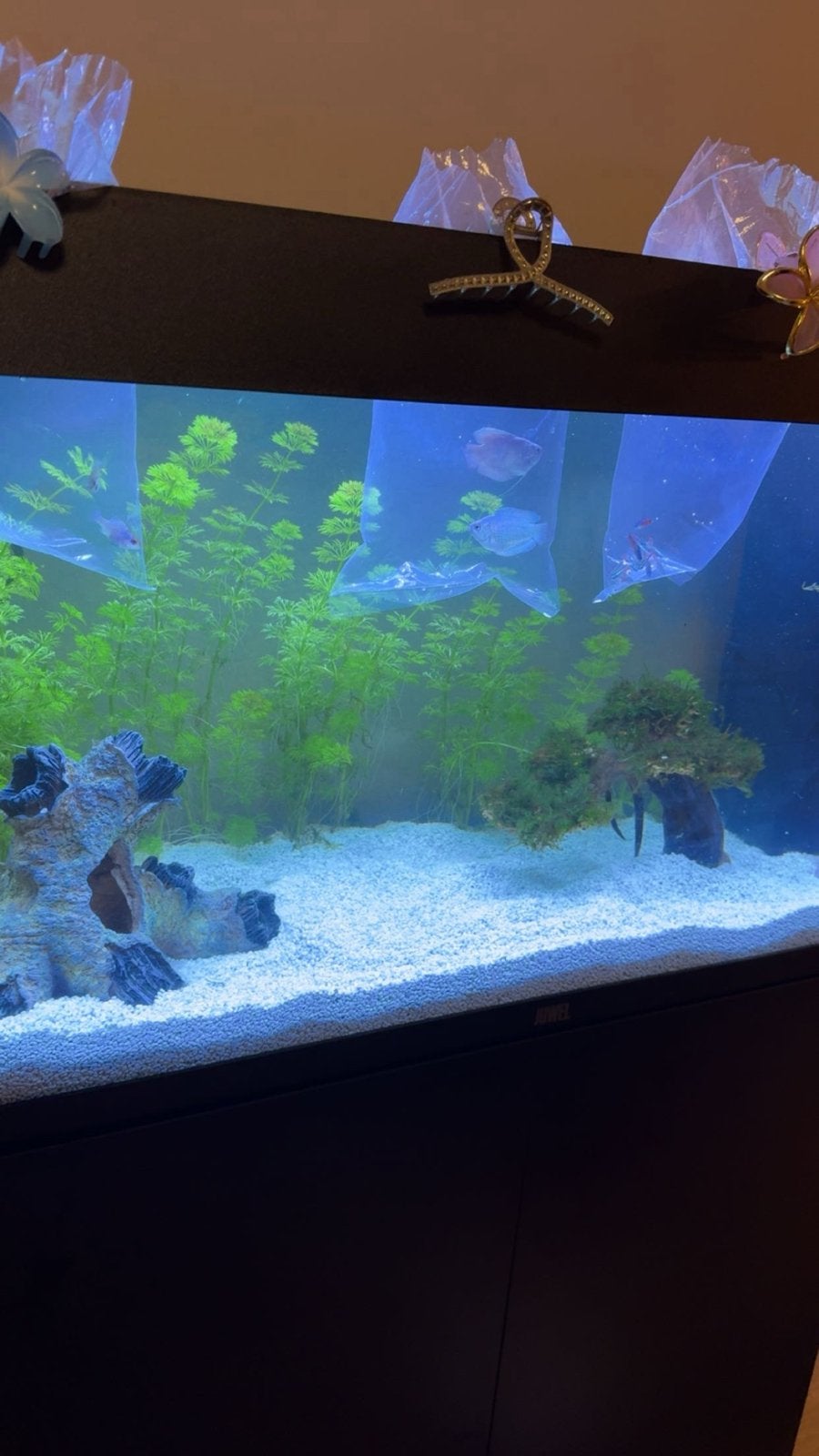 Juwel 125 liter aqarium met kast en alles er op en er aan, Ophalen, Gebruikt, Overige typen, Inclusief vissen