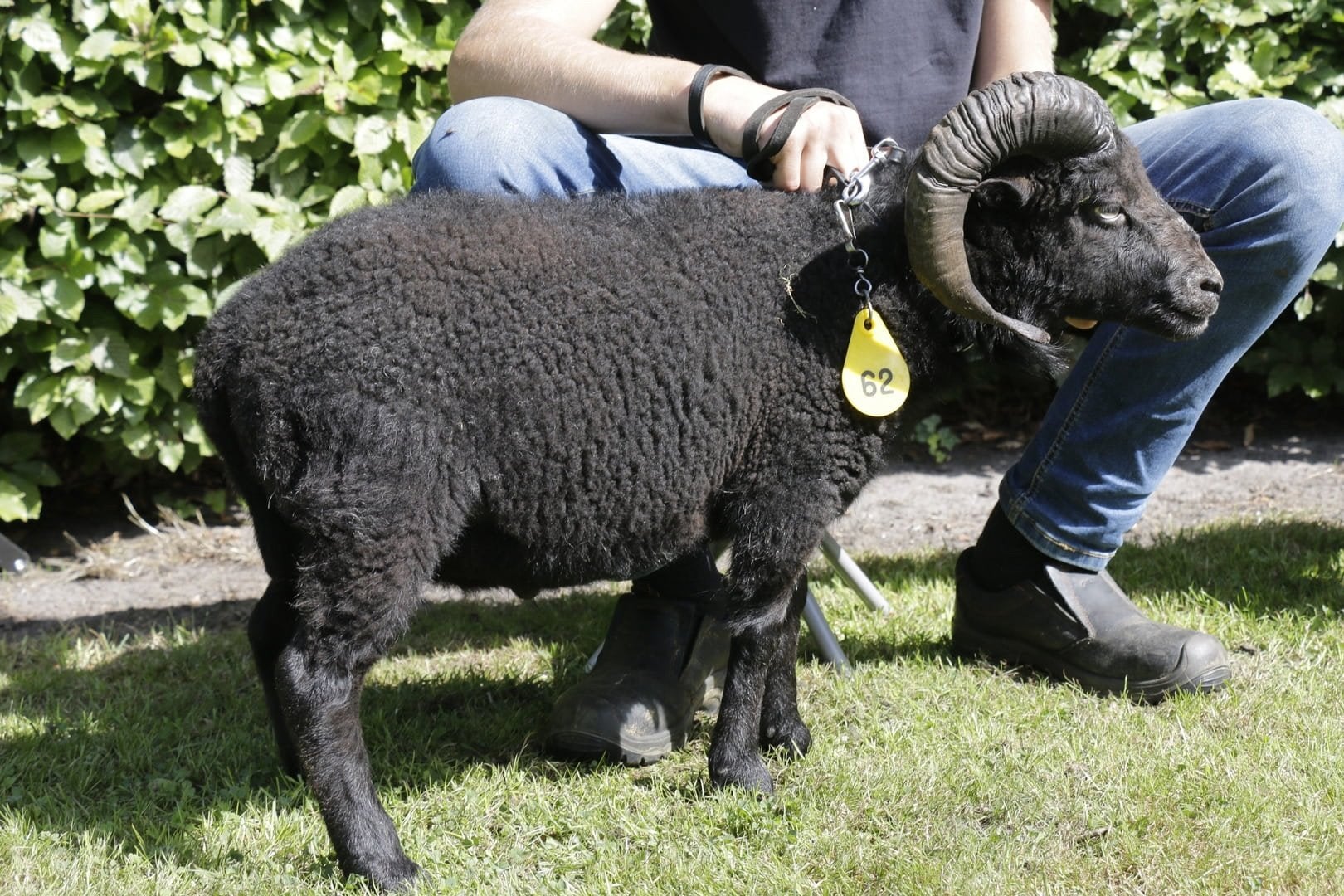 Zwarte stamboek ouessant ram, Dieren en Toebehoren, Mannelijk, Schaap, 3 tot 5 jaar