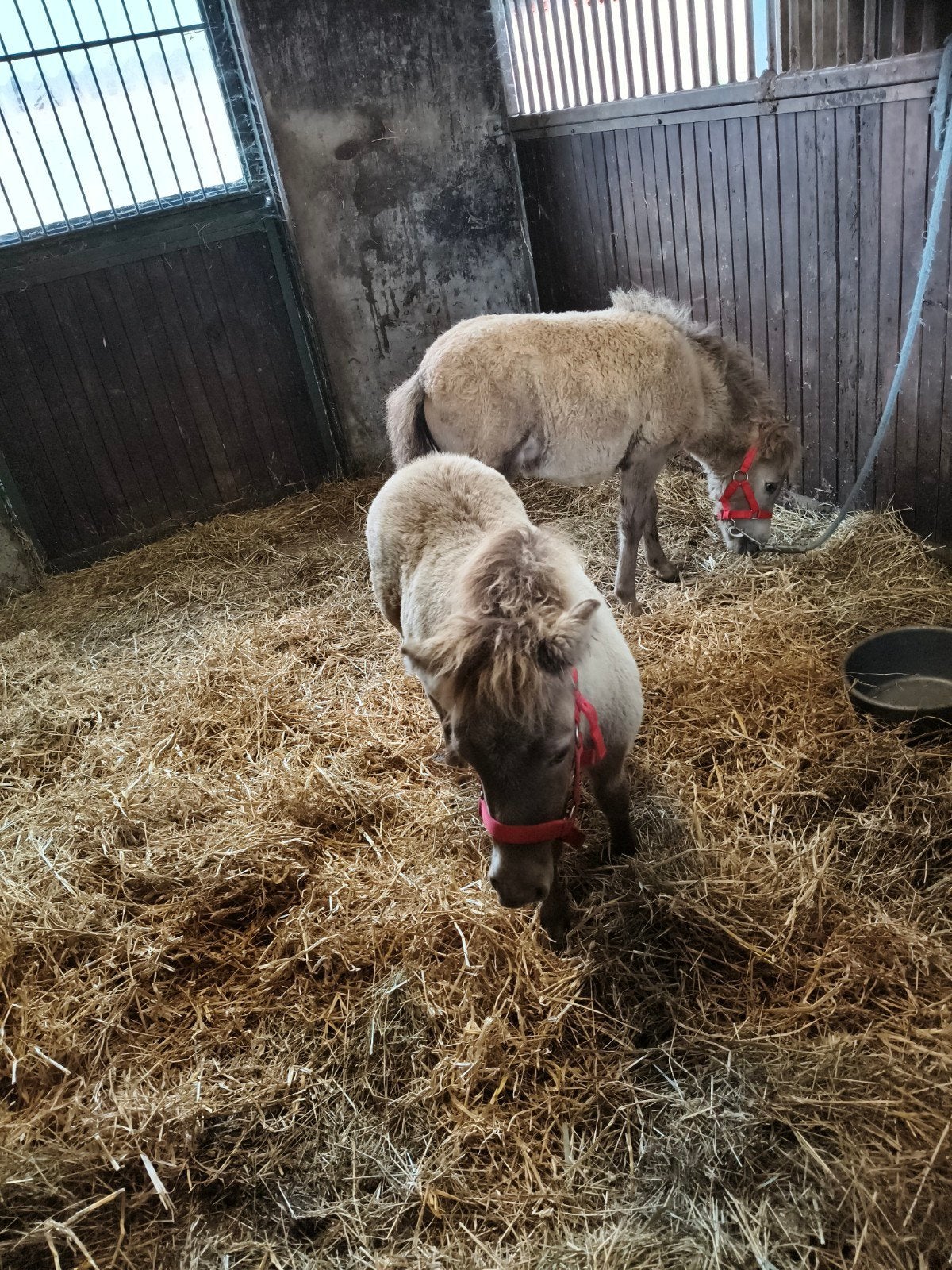 pony veulens, Hengst