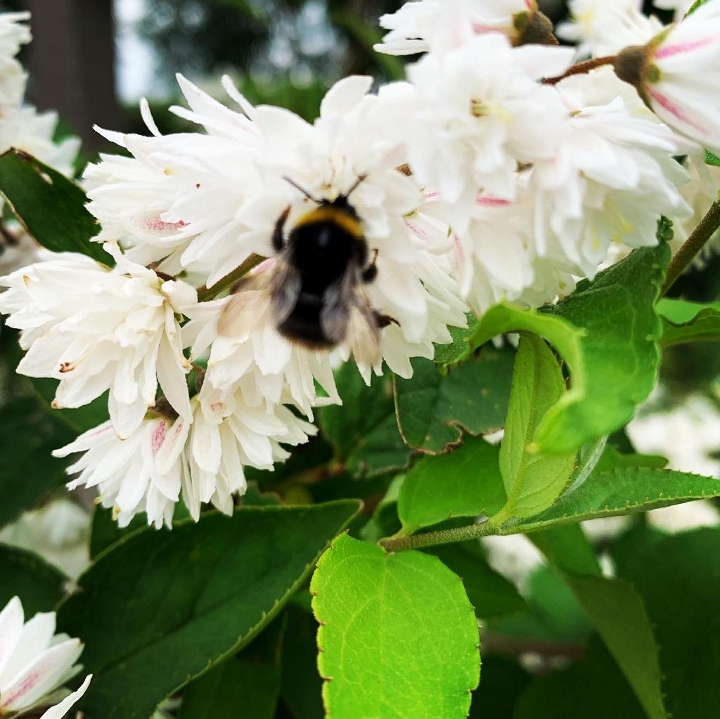 Bruidsbloem (Deutzia) - Prachtige bloeiende struik, Ophalen