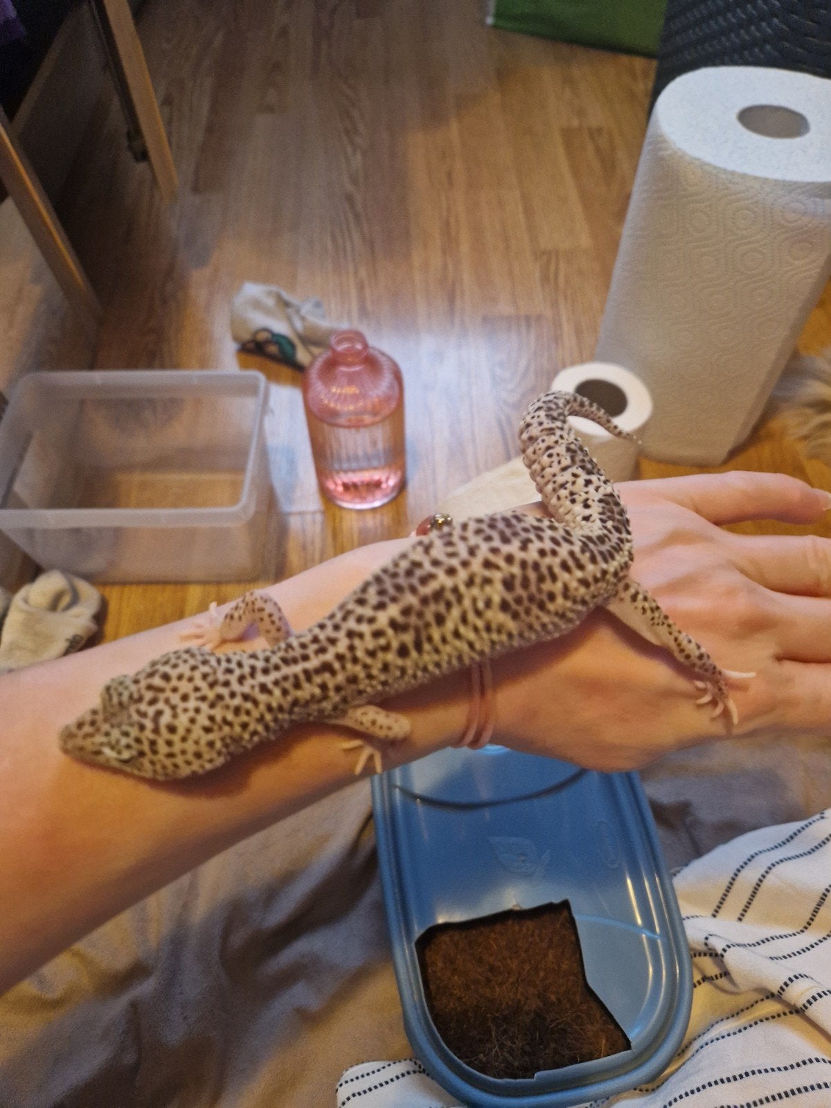 luipaardgekko Leopard Gecko photo 2