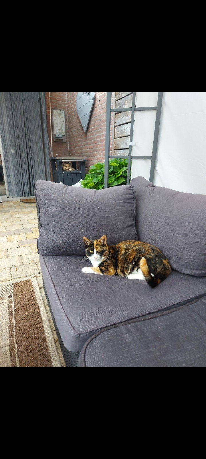 Kater en poes gratis af te halen, Dieren en Toebehoren, Poes, Kortharig, 0 tot 2 jaar