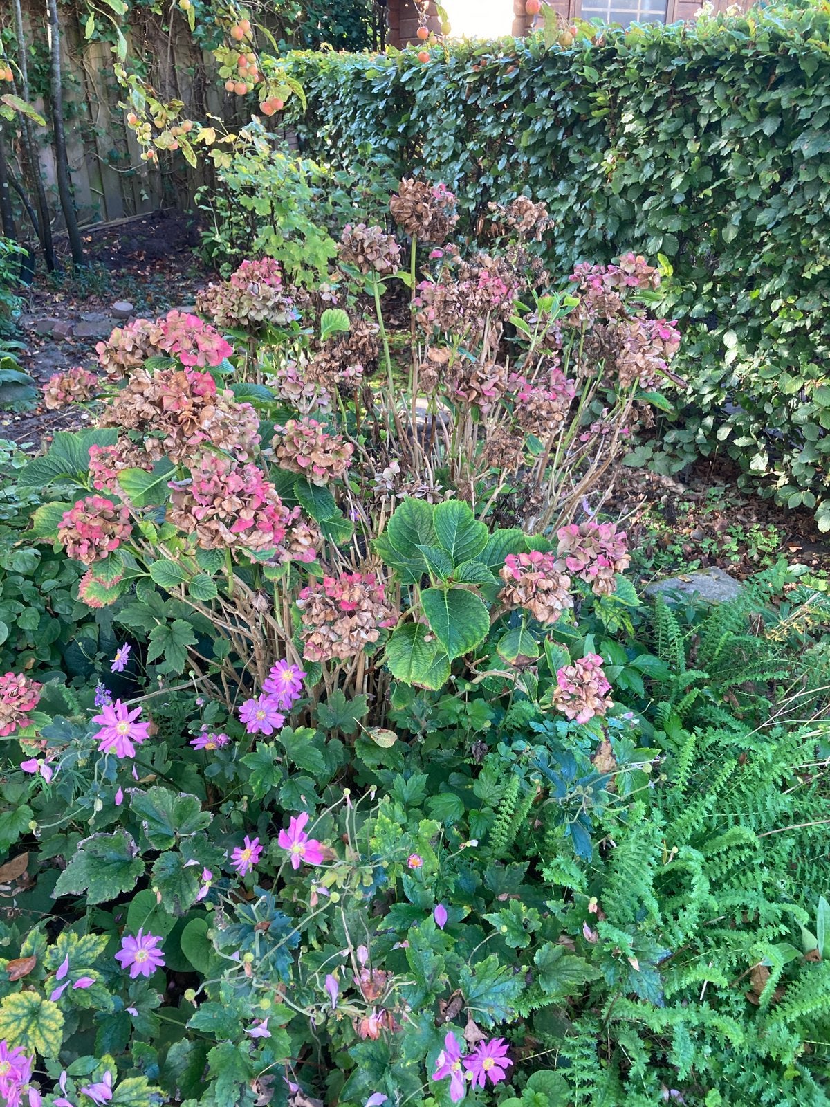 Gratis planten, Ophalen, Overige soorten, Halfschaduw