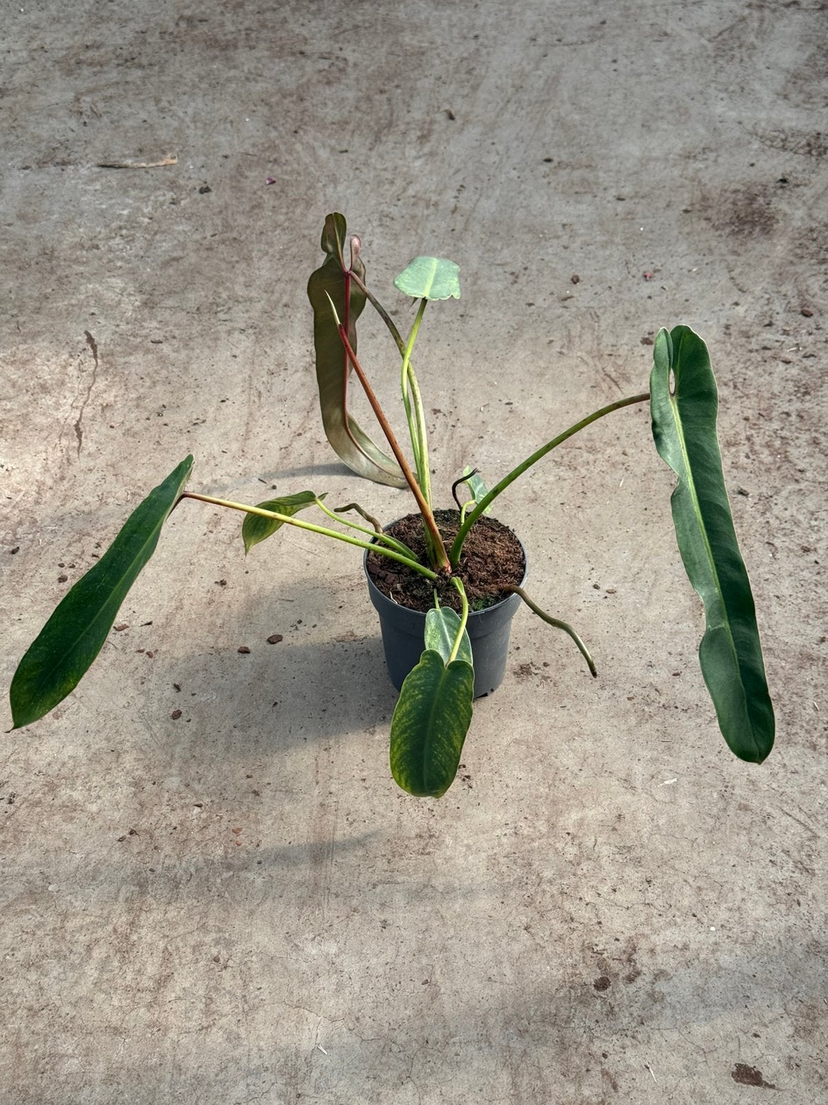 Philodendron Spiritus Sancti, Huis en Inrichting, Ophalen of Verzenden, Halfschaduw, Minder dan 100 cm