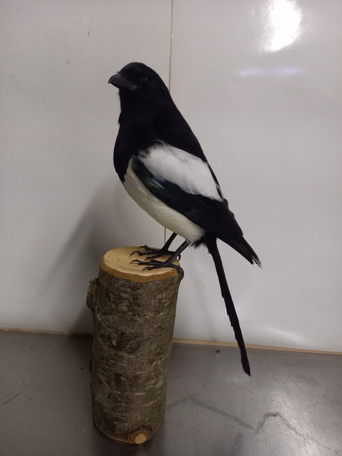 opgezette ekster, Ophalen of Verzenden, Zo goed als nieuw, Vogel, Opgezet dier