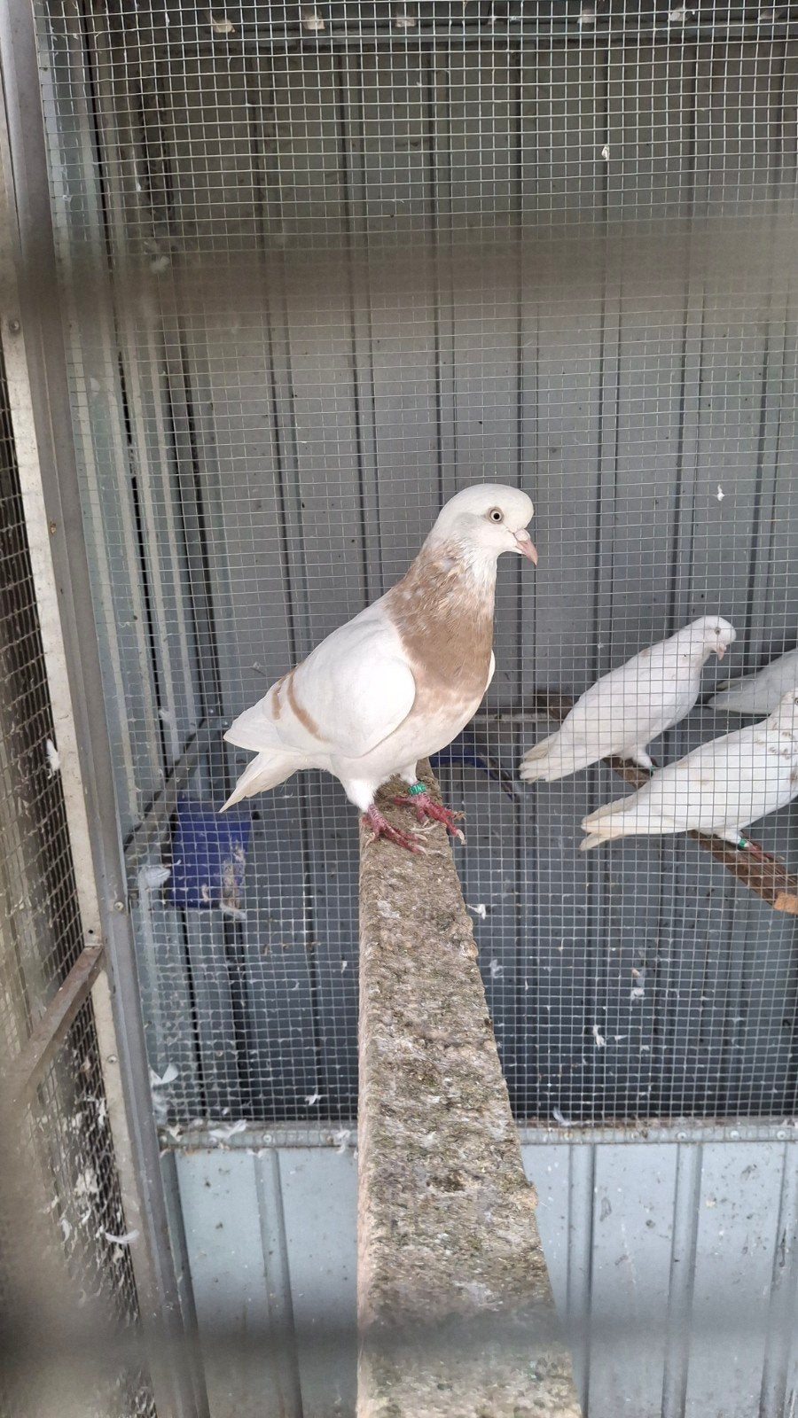 Trommelduiven altenburgers, Dieren en Toebehoren, Vogels | Duiven, Meerdere dieren, Overige soorten