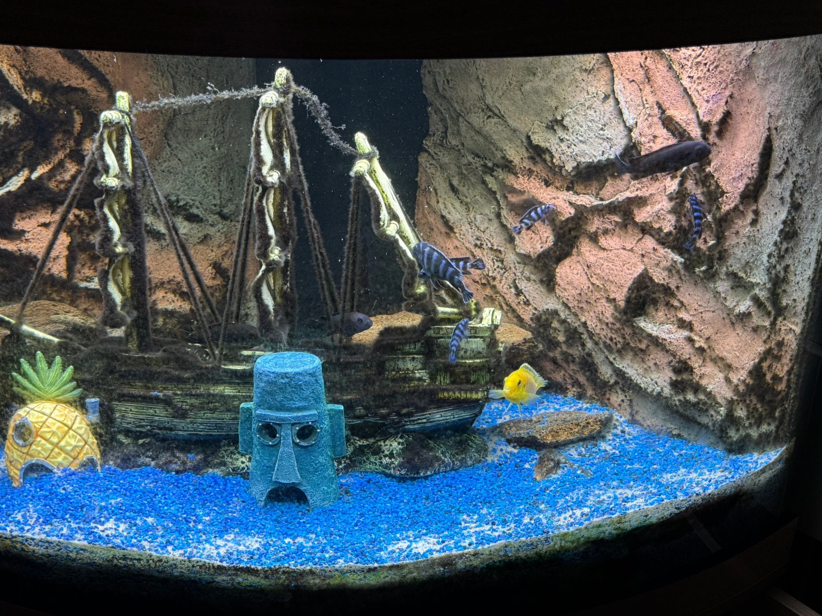 Cichliden, Ophalen, Zo goed als nieuw, Gevuld zoetwateraquarium