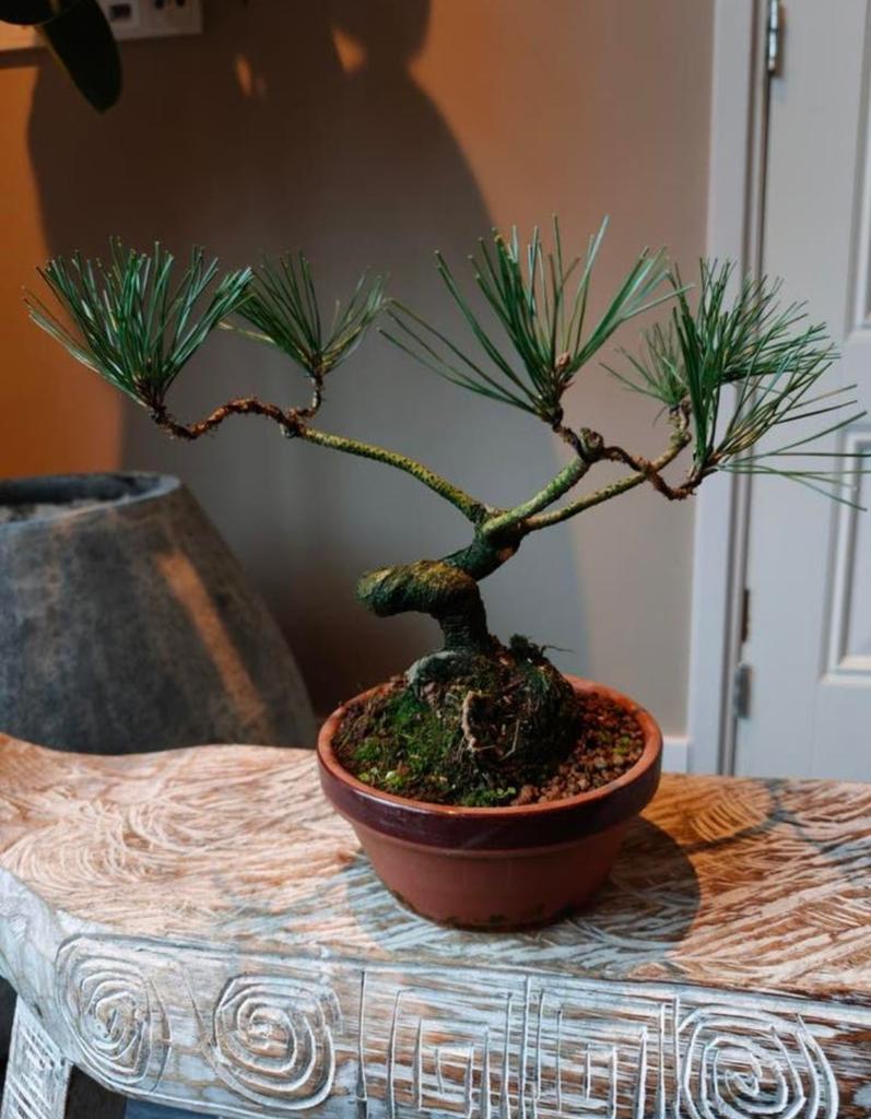 Pinus Sylvestris bonsai, Tuin en Terras, Bloeit niet, Halfschaduw, Minder dan 100 cm, Overige soorten