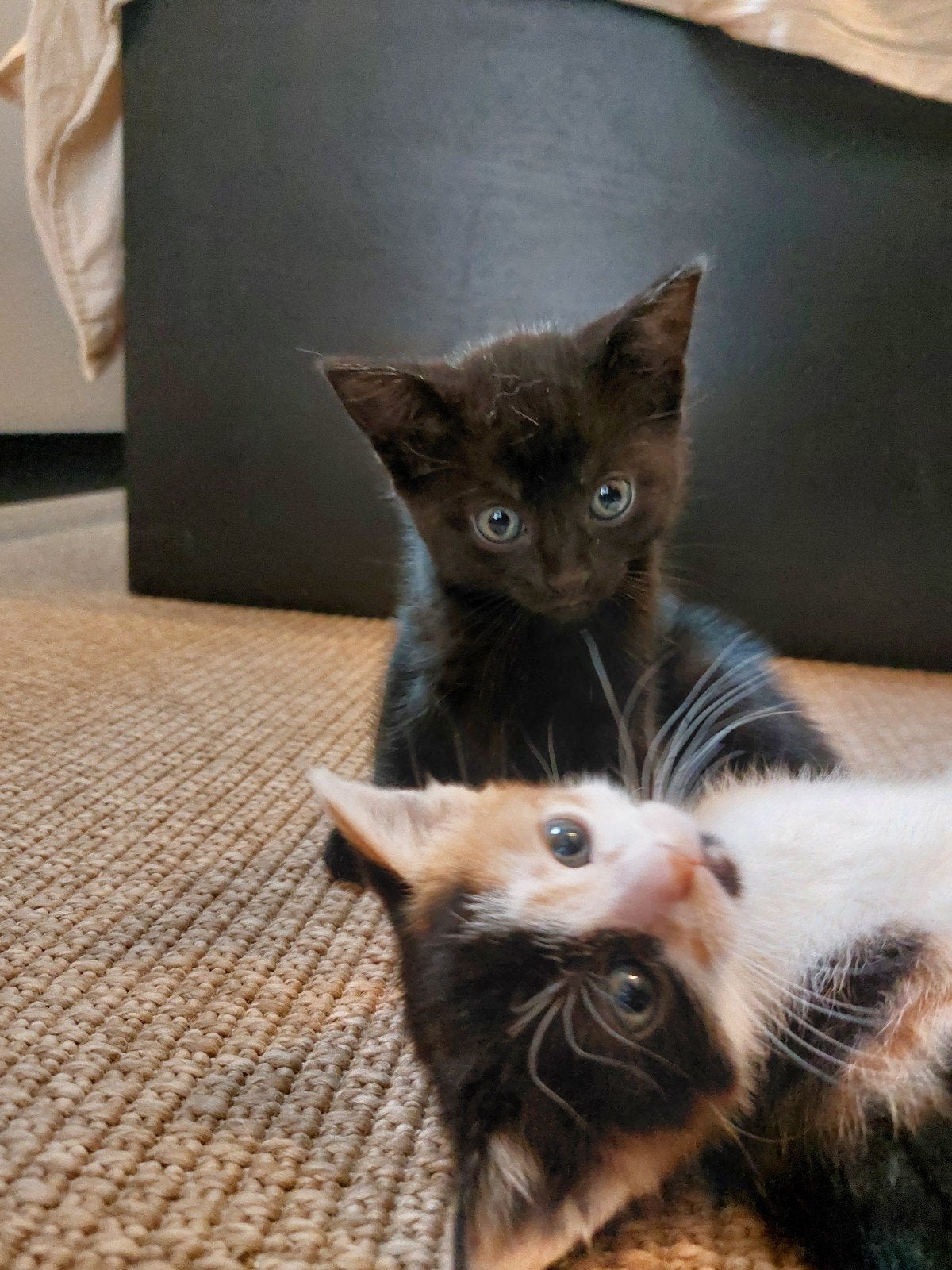 nog 1 lapjespoes kitten - mag 15-8 nestje verlaten, Meerdere dieren, Kortharig, 0 tot 2 jaar