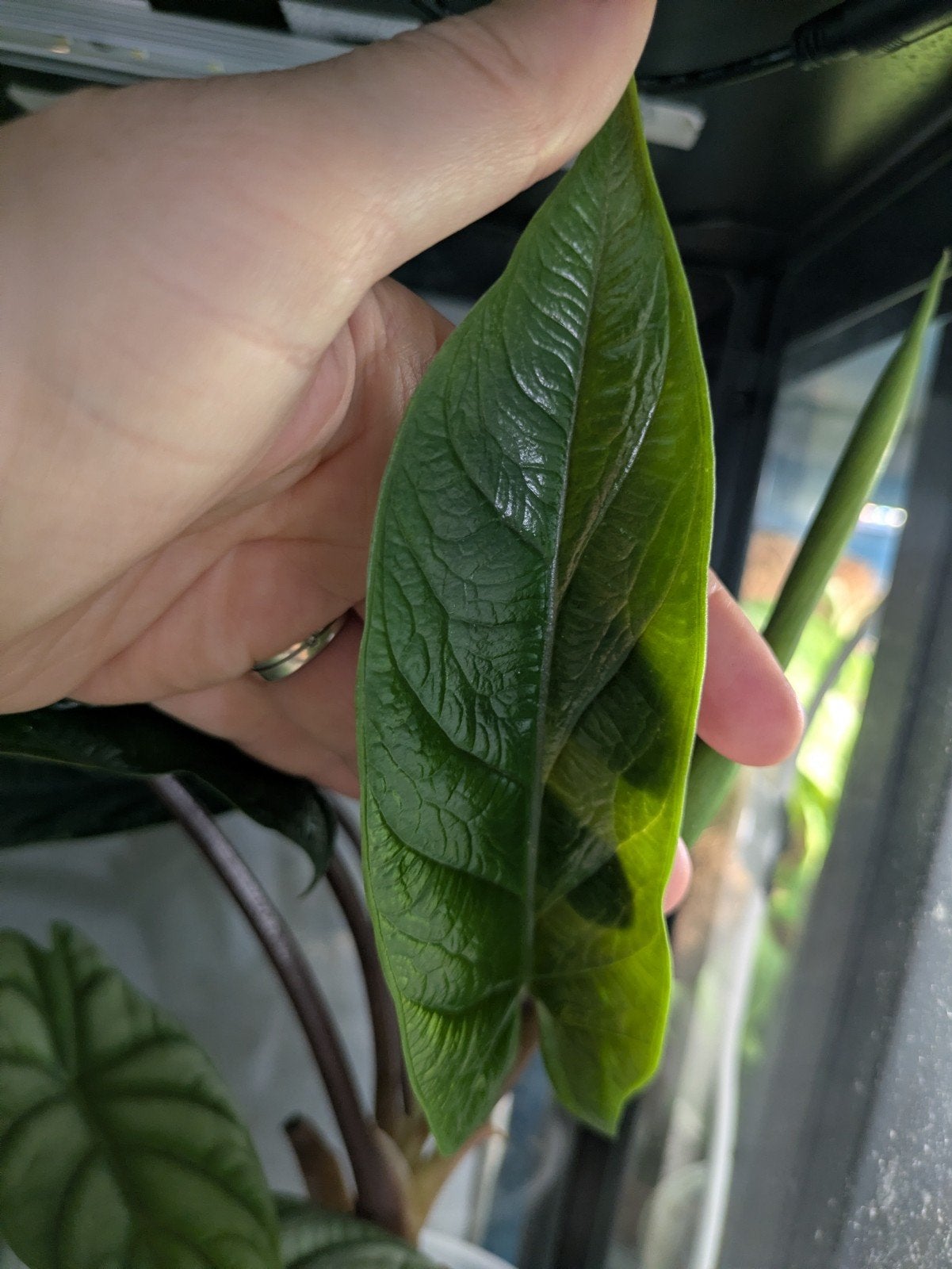 Alocasia Scralpum knolletjes, Ophalen of Verzenden, Halfschaduw, Minder dan 100 cm