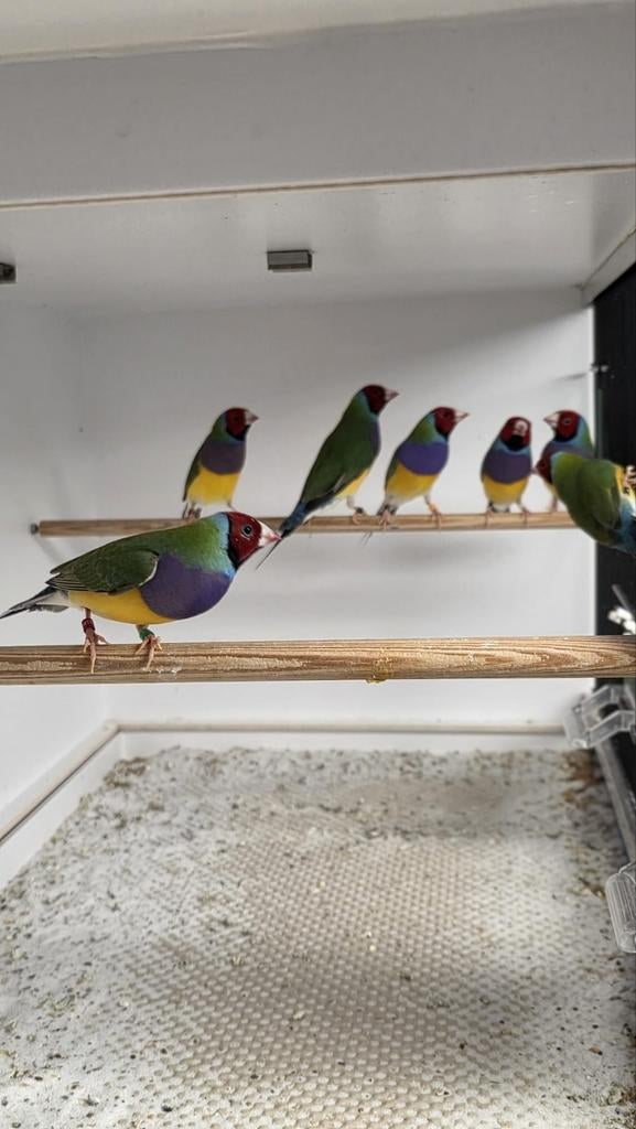 Goudamadines, goulds, Dieren en Toebehoren, Vogels | Overige Vogels, Meerdere dieren