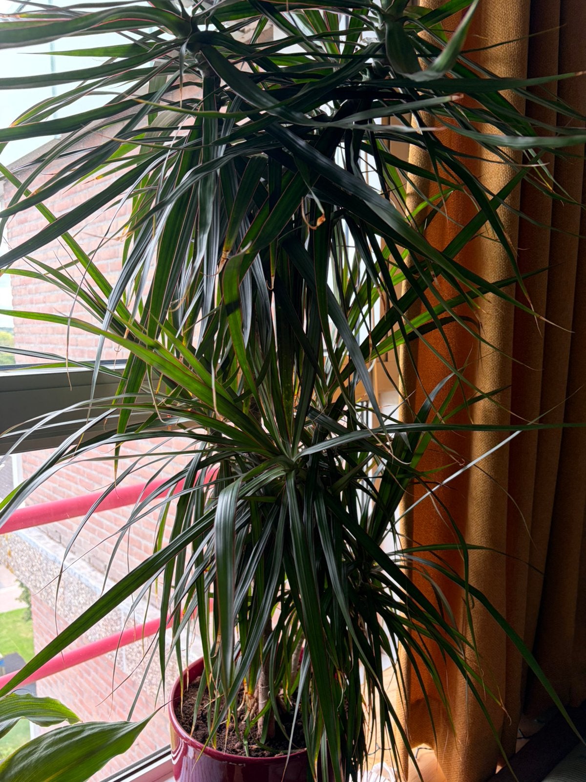 Kamerplant, Tuin en Terras, Ophalen
