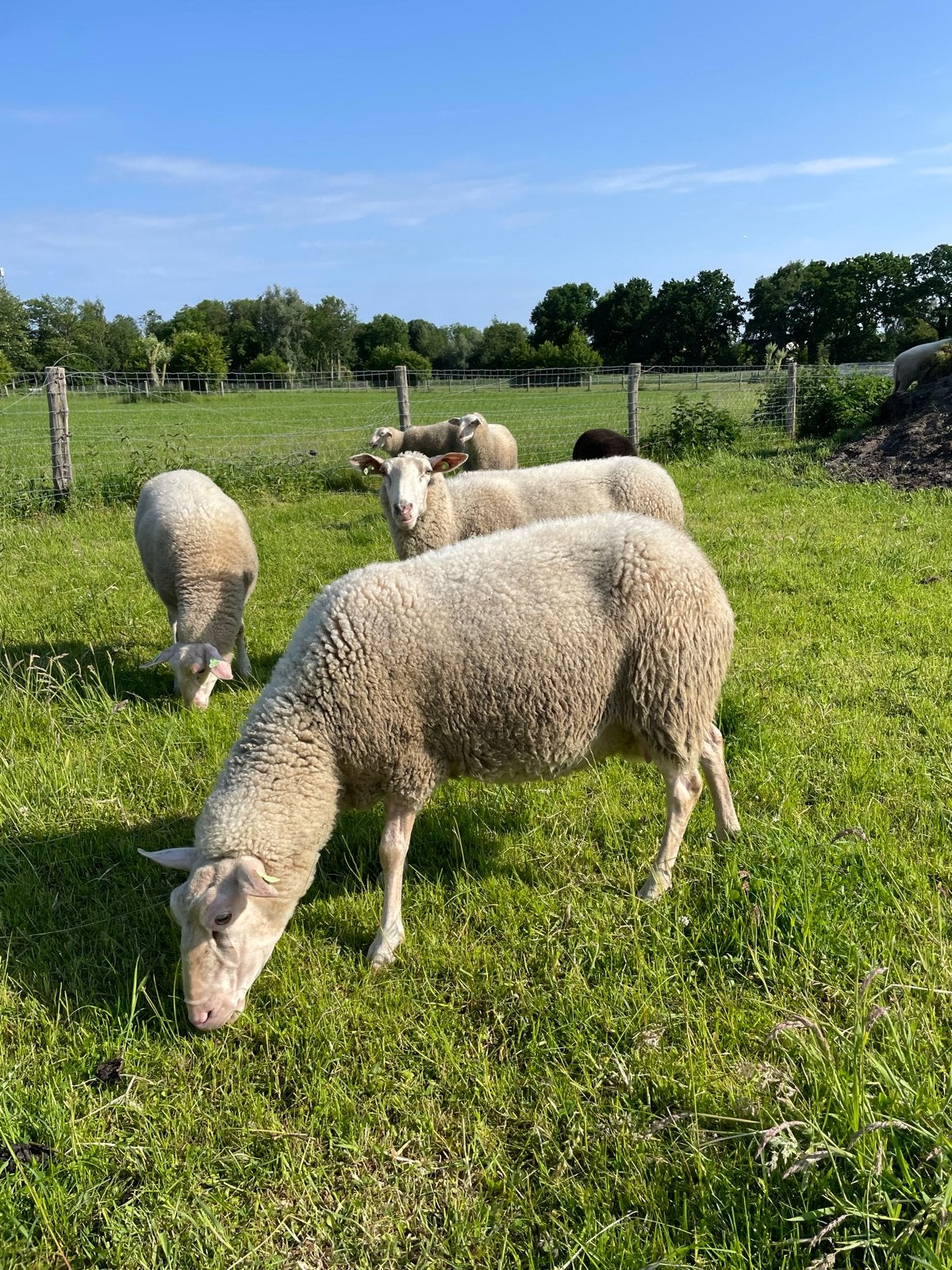 Schapen Ooien te koop, verschillende leeftijden, Dieren en Toebehoren, Vrouwelijk, Schaap