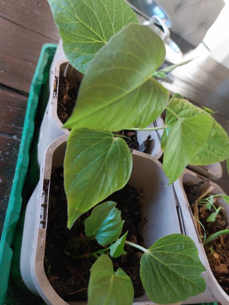 Zoete aardappel stekken - Kweek je eigen aardappels!, Ophalen, Volle zon, Groenteplanten, Eenjarig