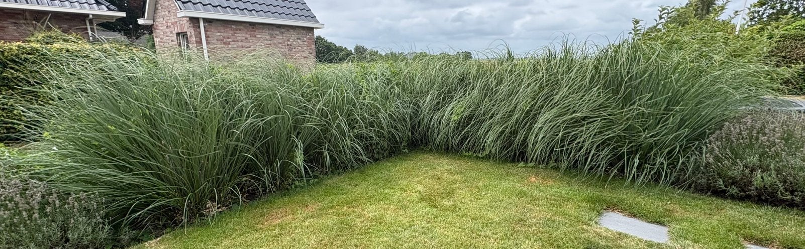 10 grote  pollen pampasgras, Ophalen, Zo goed als nieuw, 20 m² of meer