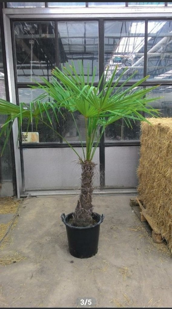 Winterharde palmboom Trachycarpus fortunei te koop, Bloeit niet, 100 tot 250 cm, Palmboom, Ophalen