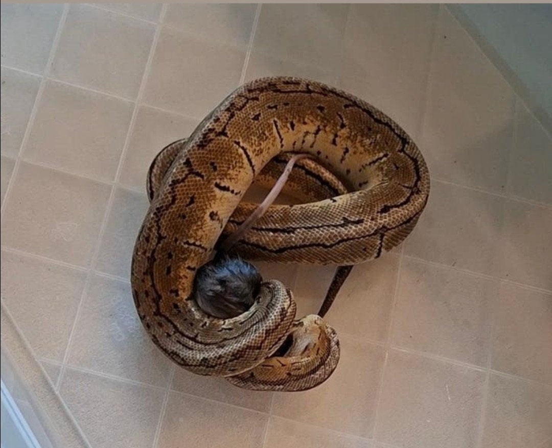 Ball Python, Slang, 3 tot 6 jaar