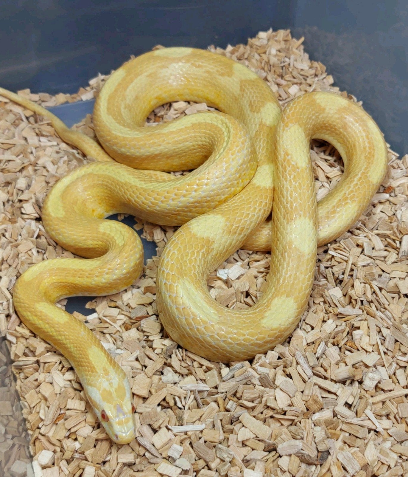 Prachtige rattenslangen, Slang, 3 tot 6 jaar